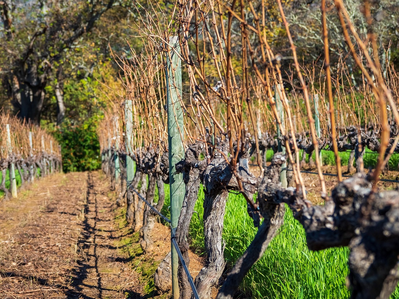 Спелые грозди винограда как результат правильного ухода