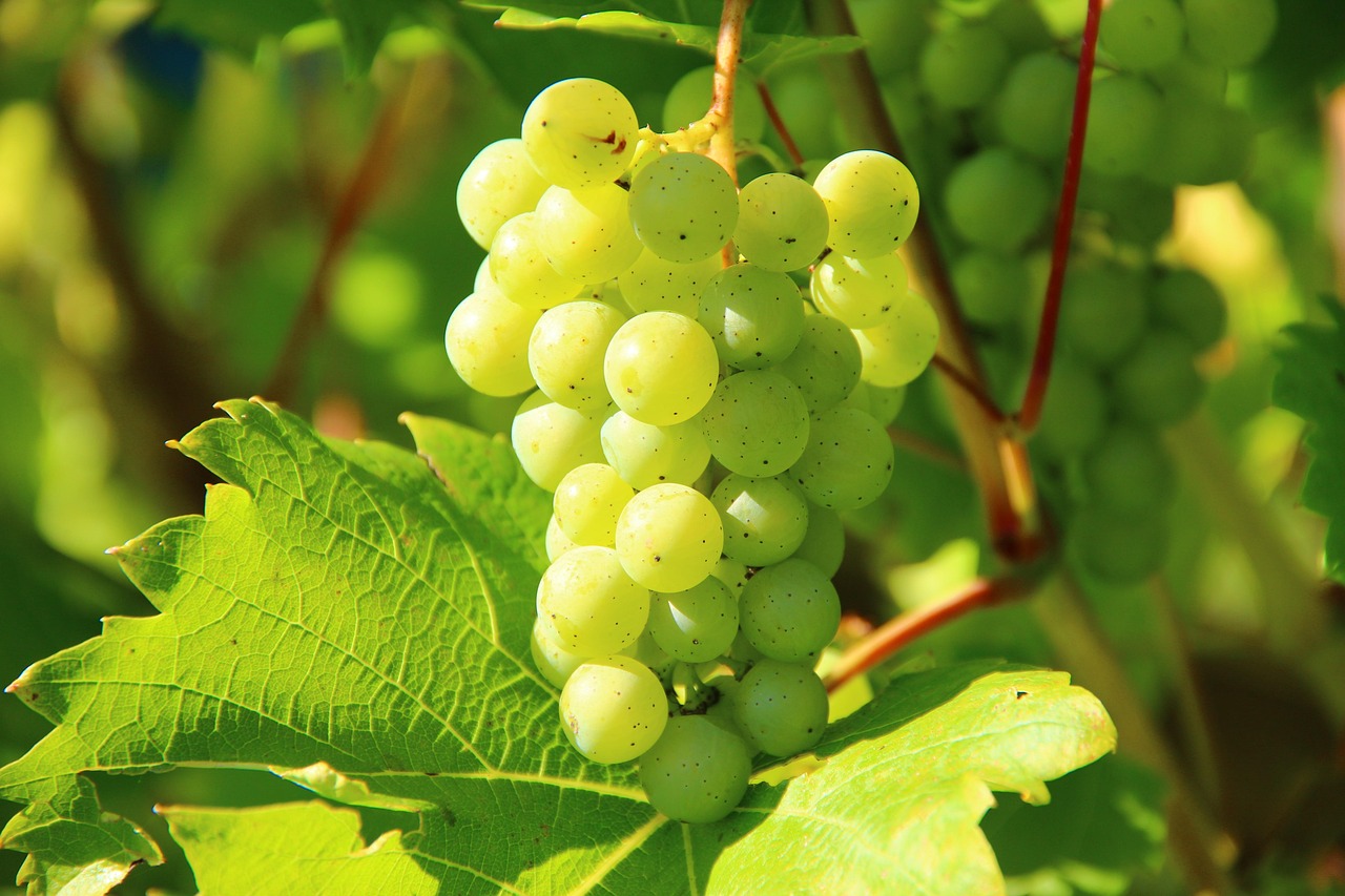Саженец во влажной ткани и пакете на нижней полке холодильника