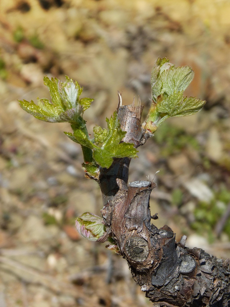 Двойники побегов, выросшие из одного глазка на лозе
