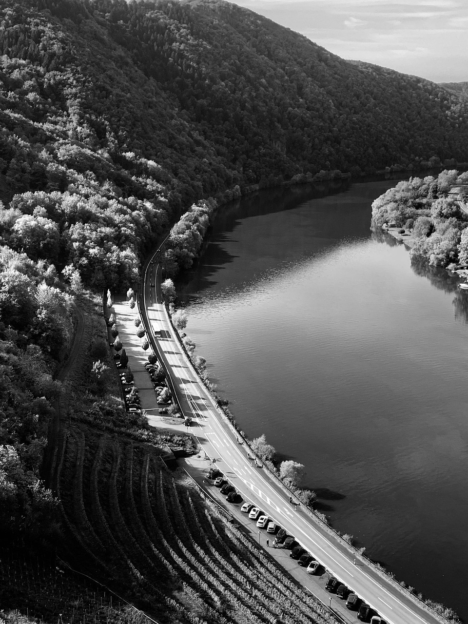 Полив только что посаженного саженца винограда водой из ведра