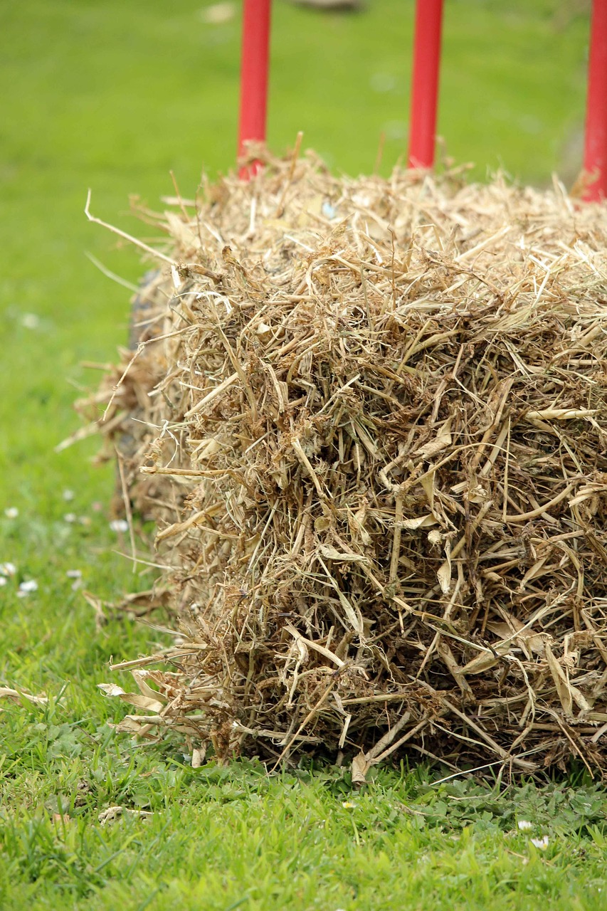 Солома как материал для зимнего укрытия куста